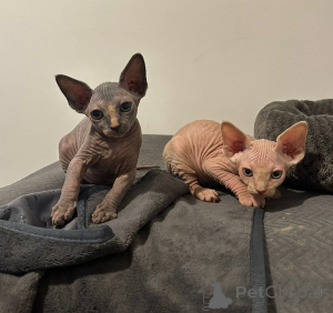 Photo №1. sphynx cat - for sale in the city of Manly | negotiated | Announcement № 138267