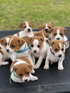 Photo №1. jack russell terrier - for sale in the city of Lisbon | negotiated | Announcement № 126862