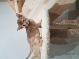 Additional photos: Abyssinian kittens for sale