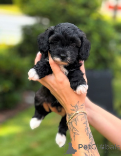 Photo №1. cavalier king charles spaniel - for sale in the city of Florida | negotiated | Announcement № 154268