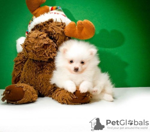Photo №1. pomeranian - for sale in the city of Arizona City | negotiated | Announcement № 76557