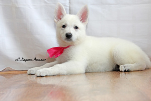 Photo №4. I will sell berger blanc suisse in the city of Yekaterinburg. from nursery - price - Negotiated