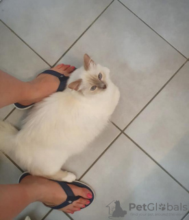 Photo №1. birman - for sale in the city of Nuremberg | Is free | Announcement № 107998