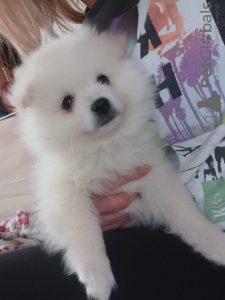 Photo №4. I will sell german spitz in the city of Petrinja. private announcement - price - 634$