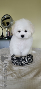 Photo №1. bichon frise - for sale in the city of Khmelnitsky | 1426$ | Announcement № 48768