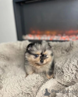 Photo №2 to announcement № 143773 for the sale of pomeranian - buy in Austria breeder