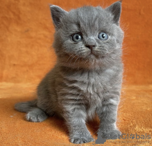 Photo №2 to announcement № 98186 for the sale of british shorthair - buy in United States private announcement