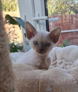 Photo №1. devon rex - for sale in the city of Berlin | negotiated | Announcement № 160346