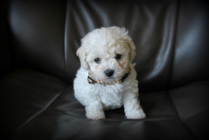 Photo №1. bichon frise - for sale in the city of Permian | 900$ | Announcement № 446