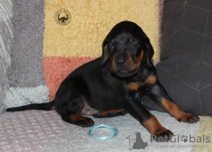 Additional photos: Polish wanted hound