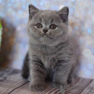 Photo №1. british shorthair - for sale in the city of Paris | 264$ | Announcement № 98386