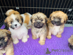 Photo №2 to announcement № 46196 for the sale of lhasa apso - buy in Netherlands private announcement