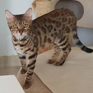 Photo №2 to announcement № 837 for the sale of bengal cat - buy in Poland private announcement