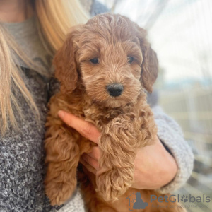Photo №1. labradoodle - for sale in the city of Lajosmizse | 370$ | Announcement № 65071