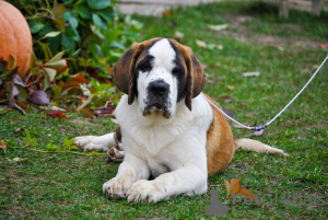 Photo №1. st. bernard - for sale in the city of Minsk | 766$ | Announcement № 7993