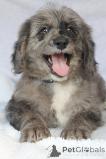 Photo №2 to announcement № 170563 for the sale of non-pedigree dogs - buy in Costa Rica breeder