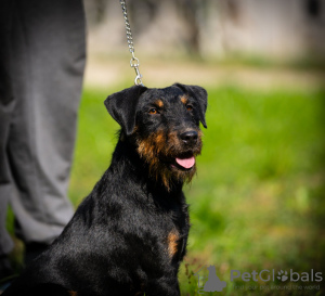 Additional photos: German hunting terrier