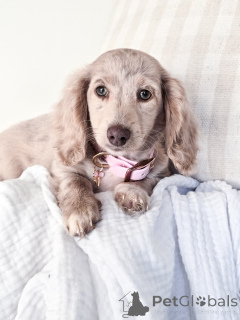 Photo №1. dachshund - for sale in the city of Berlin | negotiated | Announcement № 144656