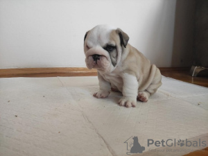 Photo №3. English bulldog. Serbia