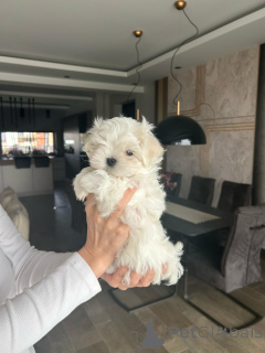 Photo №4. I will sell maltese dog in the city of Katowice. breeder - price - 2635$