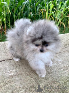 Photo №1. pomeranian - for sale in the city of Augsburg | negotiated | Announcement № 167013