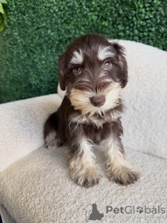 Photo №1. schnauzer - for sale in the city of Munich | negotiated | Announcement № 168567
