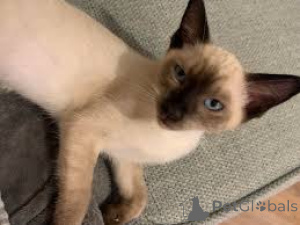 Photo №2 to announcement № 166950 for the sale of balinese cat - buy in Finland private announcement, breeder