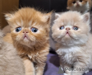 Photo №1. persian cat - for sale in the city of Paris | negotiated | Announcement № 120542