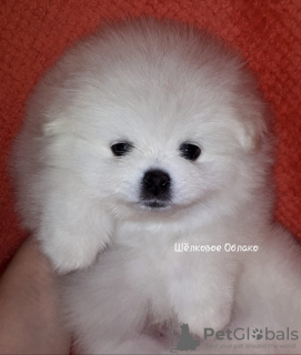 Photo №1. german spitz - for sale in the city of Chelyabinsk | negotiated | Announcement № 8525