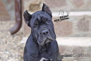 Photo №1. cane corso - for sale in the city of Yaroslavl | 649$ | Announcement № 9586