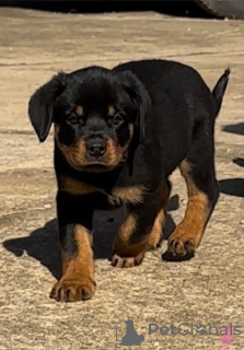 Photo №1. rottweiler - for sale in the city of Bakersfield | 650$ | Announcement № 50499