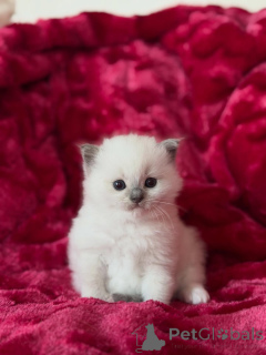 Photo №1. ragdoll - for sale in the city of Aiola | 516$ | Announcement № 169615