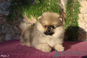 Photo №2 to announcement № 36299 for the sale of pomeranian - buy in Latvia from nursery