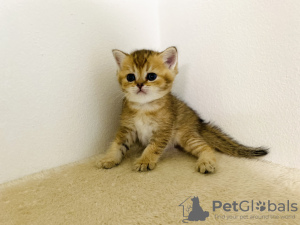 Additional photos: Golden British chinchillas with PP