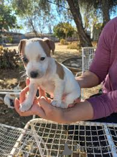 Photo №1. jack russell terrier - for sale in the city of Lisbon | 723$ | Announcement № 165953