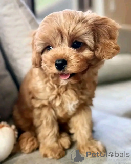 Photo №2 to announcement № 138874 for the sale of poodle (royal) - buy in Germany breeder