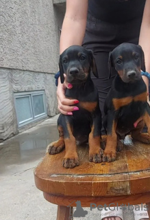 Photo №1. dobermann - for sale in the city of Ruma | 528$ | Announcement № 110269