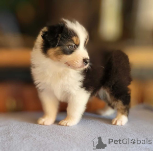 Photo №1. australian shepherd - for sale in the city of Hambrücken | 847$ | Announcement № 150660