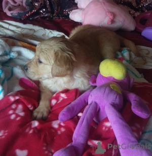 Photo №2 to announcement № 164869 for the sale of golden retriever - buy in Belgium private announcement, breeder