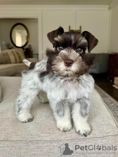 Photo №1.  - for sale in the city of Chicago | 800$ | Announcement № 133397