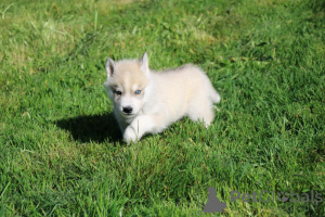 Photo №2 to announcement № 138935 for the sale of siberian husky - buy in Belgium private announcement, breeder