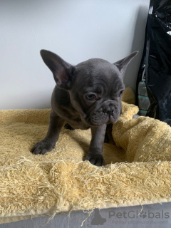 Photo №3. Healthy French Bulldog puppies available for Adoption. Germany