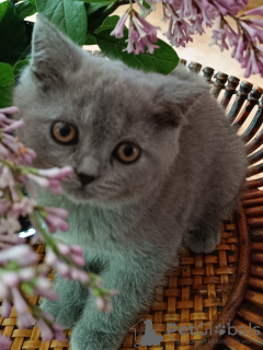 Additional photos: British blue female cats, legal breeding