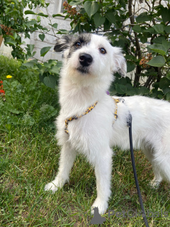 Photo №3. Gentle and affectionate dog Snezha in good hands. Russian Federation