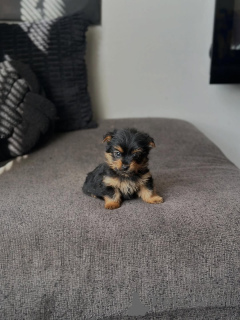 Photo №2 to announcement № 175582 for the sale of yorkshire terrier - buy in Greece breeder