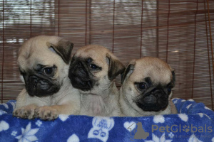 Photo №2 to announcement № 53184 for the sale of pug - buy in United States 