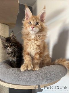 Photo №4. I will sell maine coon in the city of Almería. private announcement - price - 420$