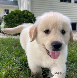 Photo №4. I will sell golden retriever in the city of Leipzig. private announcement - price - 423$