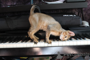 Additional photos: Chausie - Abyssinian