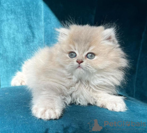 Photo №1. ragdoll - for sale in the city of New York | 250$ | Announcement № 104321